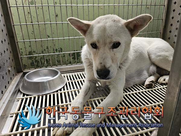 한국동물구조관리협회_441409202401690